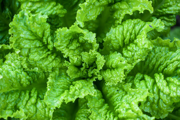 Salad grow on the kitchen-garden in soil. Organic vegetables.