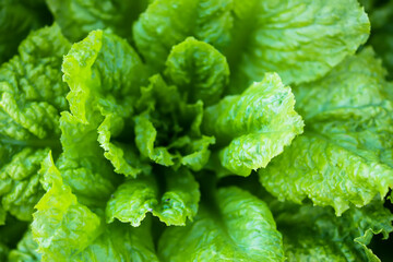 Salad grow on the kitchen-garden in soil. Organic vegetables.