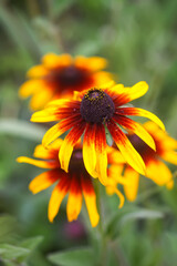 Rudbeckia hirta yellow flowers in a garden. Black-eyed Susan plants in flowering season.