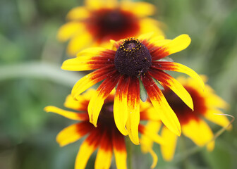 Rudbeckia hirta yellow flowers in a garden. Black-eyed Susan plants in flowering season.