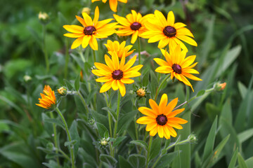 Rudbeckia hirta yellow flowers in a garden. Black-eyed Susan plants in flowering season.