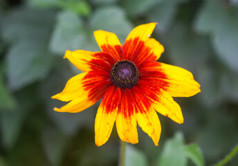 Rudbeckia hirta yellow flowers in a garden. Black-eyed Susan plants in flowering season.