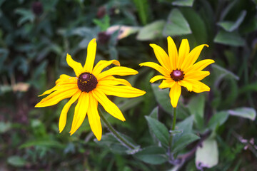 Rudbeckia hirta yellow flowers in a garden. Black-eyed Susan plants in flowering season.