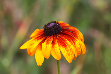 Rudbeckia hirta yellow flowers in a garden. Black-eyed Susan plants in flowering season.