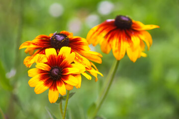 Rudbeckia hirta yellow flowers in a garden. Black-eyed Susan plants in flowering season.