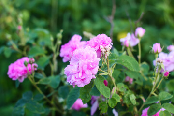 Delicate, fragrant, and fragile pink roses in bloom in a summer garden.