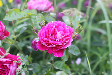 Delicate, fragrant, and fragile pink roses in bloom in a summer garden.