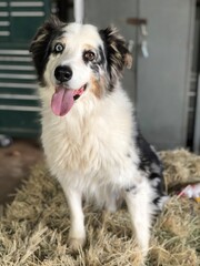 Australian shepherd blue Merle