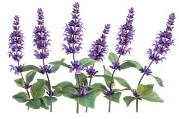 Fototapeta premium A bouquet of purple flowers with green leaves
