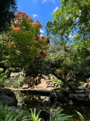 autumn in the forest
