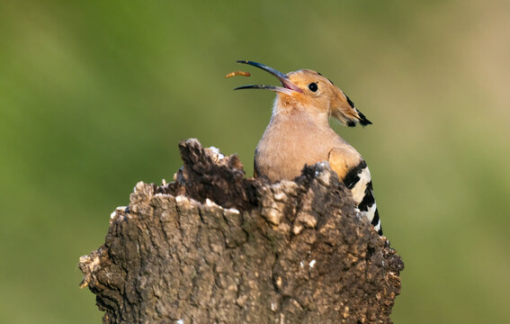 Eurasian Hoopoe Eating A Worm  