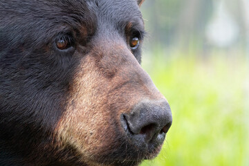 Close up portrait of black bear face 