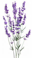Obraz premium Lavender flowers on white background, botanical illustration. Aromatherapy and relaxation concept