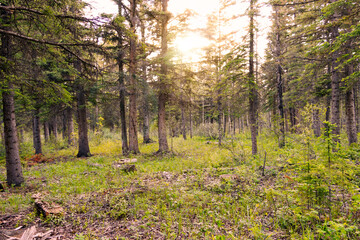 Sun setting over autumn forest illuminated by light streaming through trees
