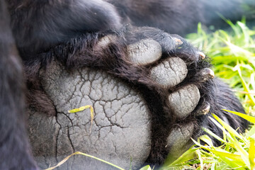 close up of black bear paw pad