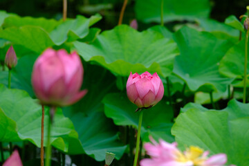 勧修寺氷室池の蓮の花