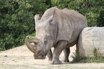 Obraz premium Portrait of a white rhinoceros