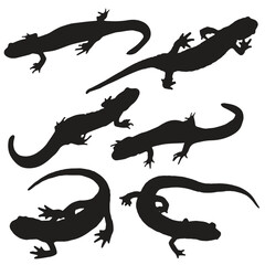 Salamander Silhouette Vector Illustration Set