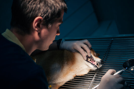 Dog teeth tartar cleaning