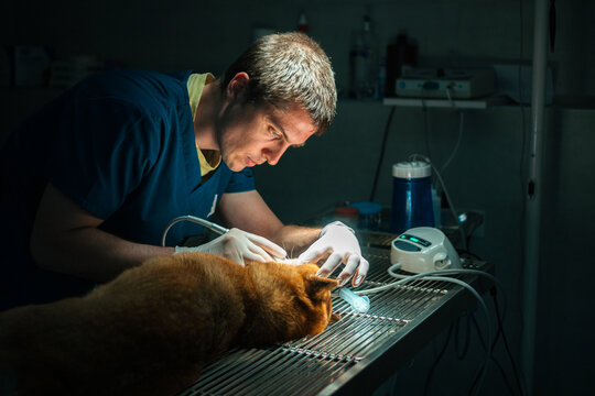 Vet operates dog 