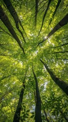 Verdant forest canopy with sunlight shining through, peaceful nature scene