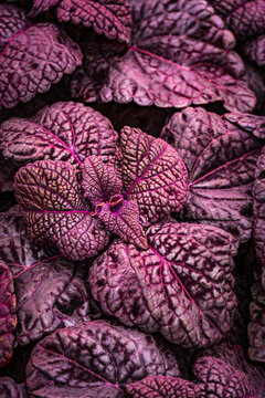 burgundy red coleus leaves 