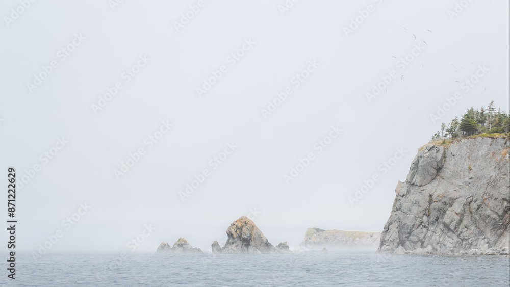 Wall mural foggy morning coastline in newfoundland