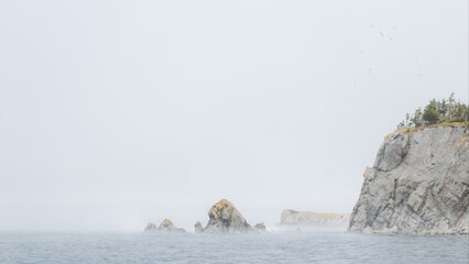 Foggy morning coastline in Newfoundland
