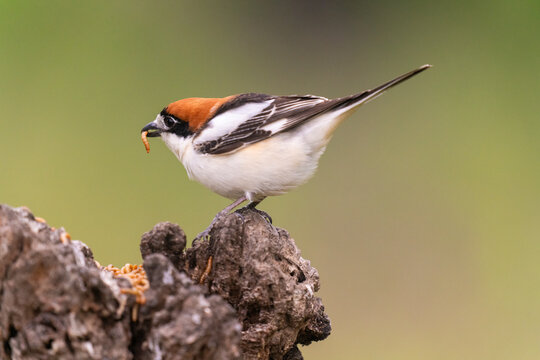 Woodchat Shrike Feeding On Larva  