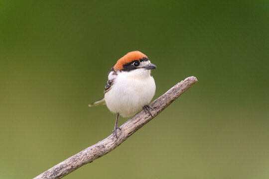 Cute Woodchat Shrike Perched On A Branch  