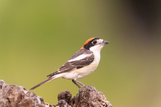 Woodchat Shrike Sitting On A Wood Stump  