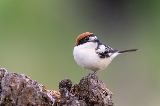 Woodchat Shrike Perched On A Stump Plenty Of Mealworms  