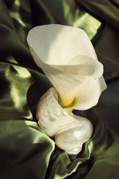 a composition with a white calla located in a shell