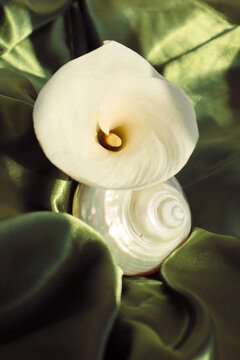 a composition with a white calla located in a shell