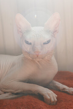 The sphinx sleeps relaxed
