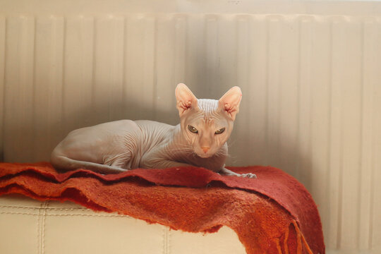 The sphinx sleeps relaxed