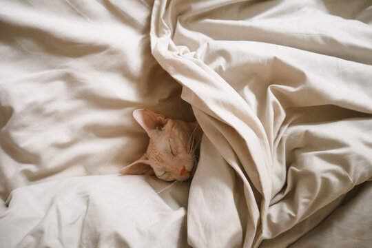 The sphinx sleeps relaxed