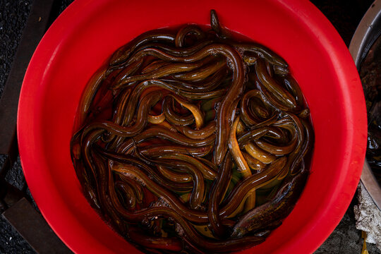 A red bucket of eel fish at an outdoor wet market in Cambodia