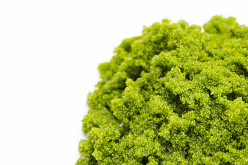 Fresh water Alga, Water Meal or Swamp Algae