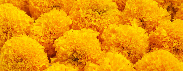 Beautiful golden yellow marigold flowers