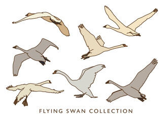 Flying Swan Illustration Collection - Color Version