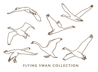 Flying Swan Illustration Collection - Outline Version
