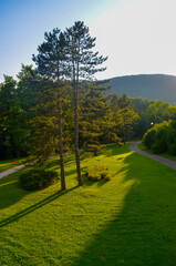 Tranquil Park Scene with Tall Pine Trees at Sunset