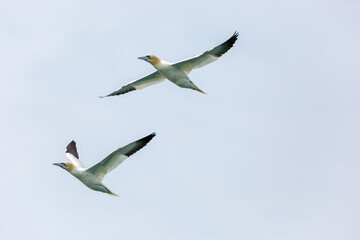 A pair of gannets in flight