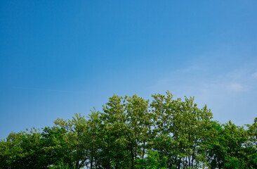 summer forest trees with blue sky