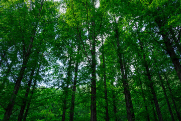 nature summer forest with trees backgrounds
