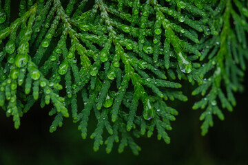 nature green leaves with raindrops backgrounds