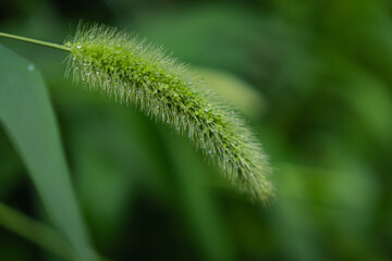 nature green leaves with raindrops backgrounds