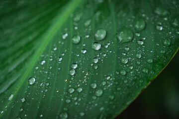 nature green leaves with raindrops backgrounds