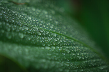 nature green leaves with raindrops backgrounds
